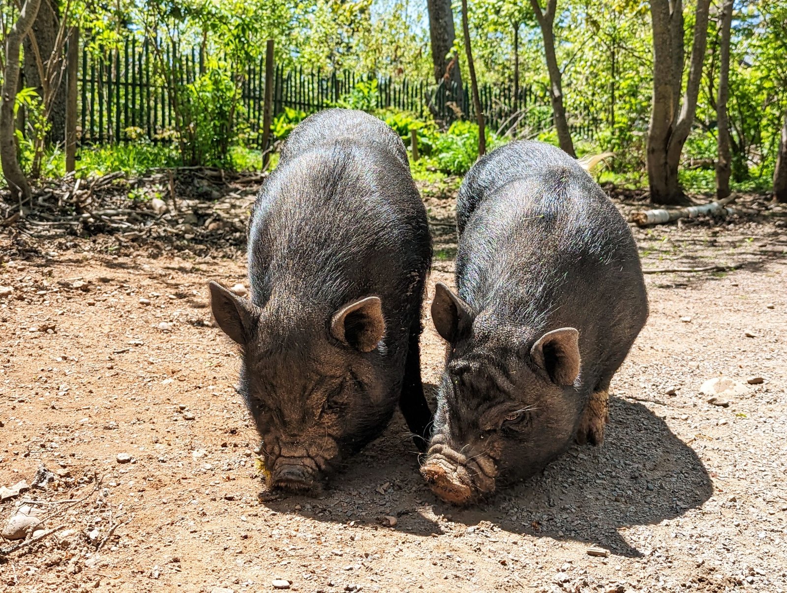 Visit the Catskill Animal Sanctuary