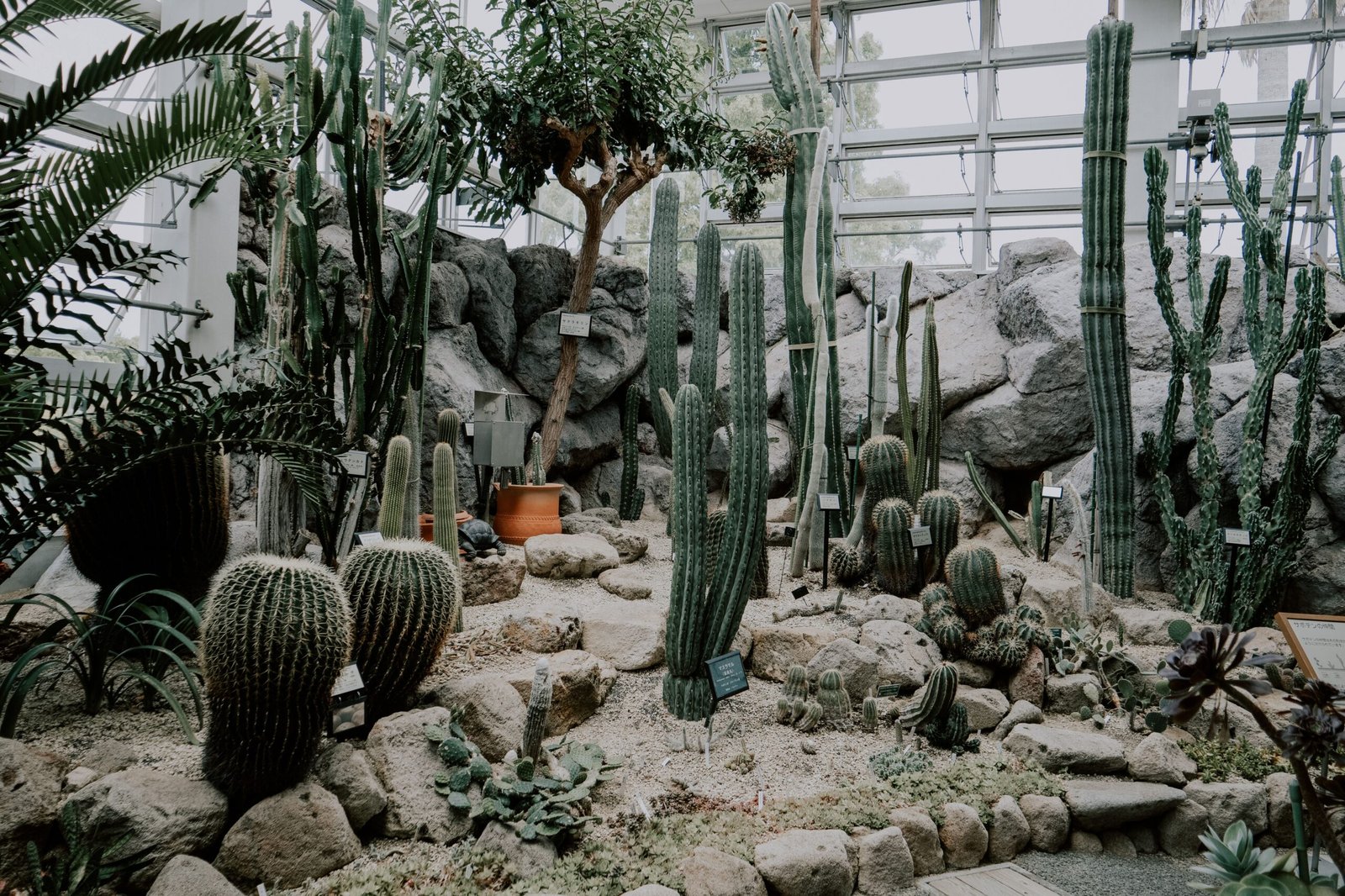 Explore the Crystal Bridge Conservatory at Myriad Botanical Gardens