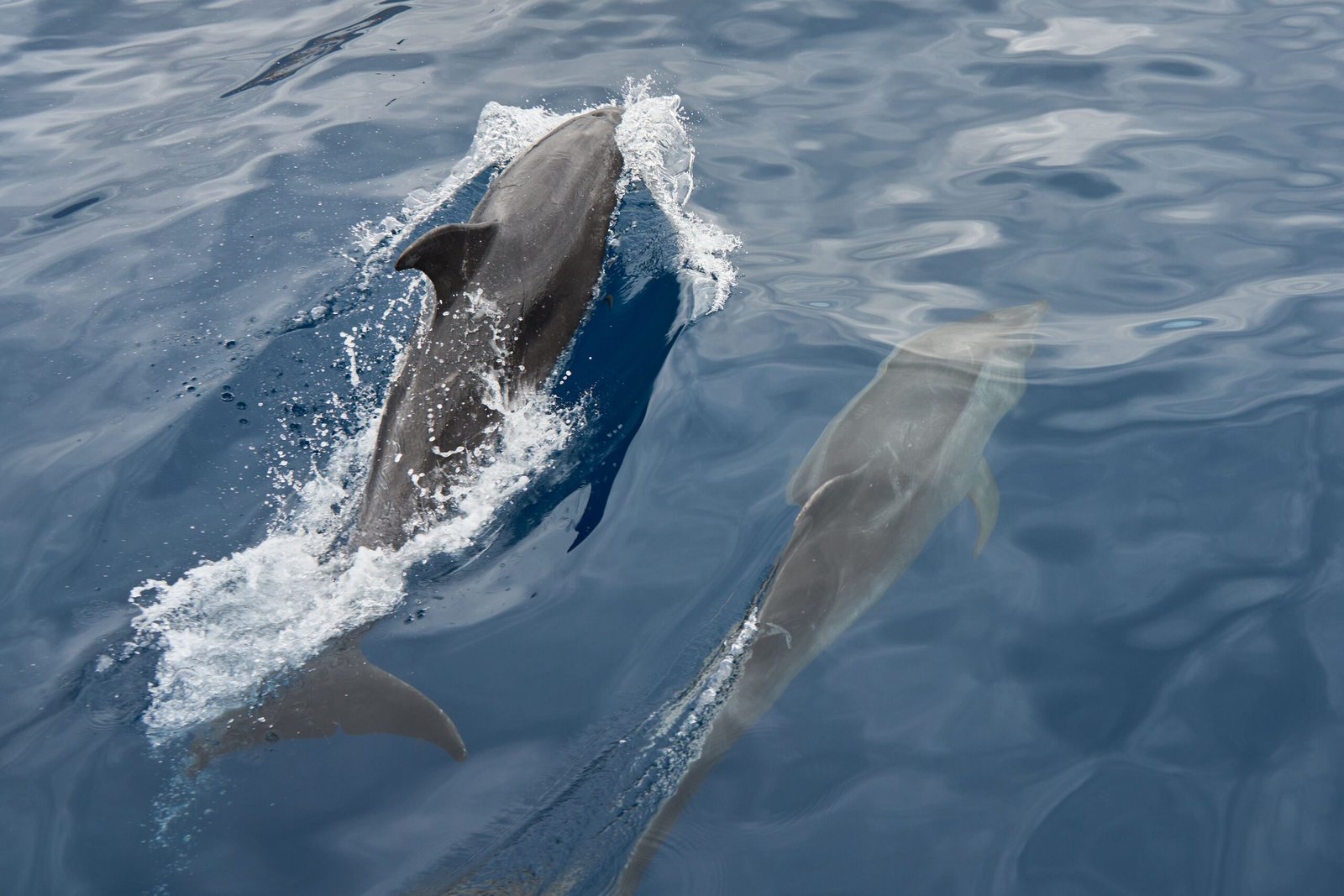 Take a Dolphin Watching Cruise in the Chesapeake Bay