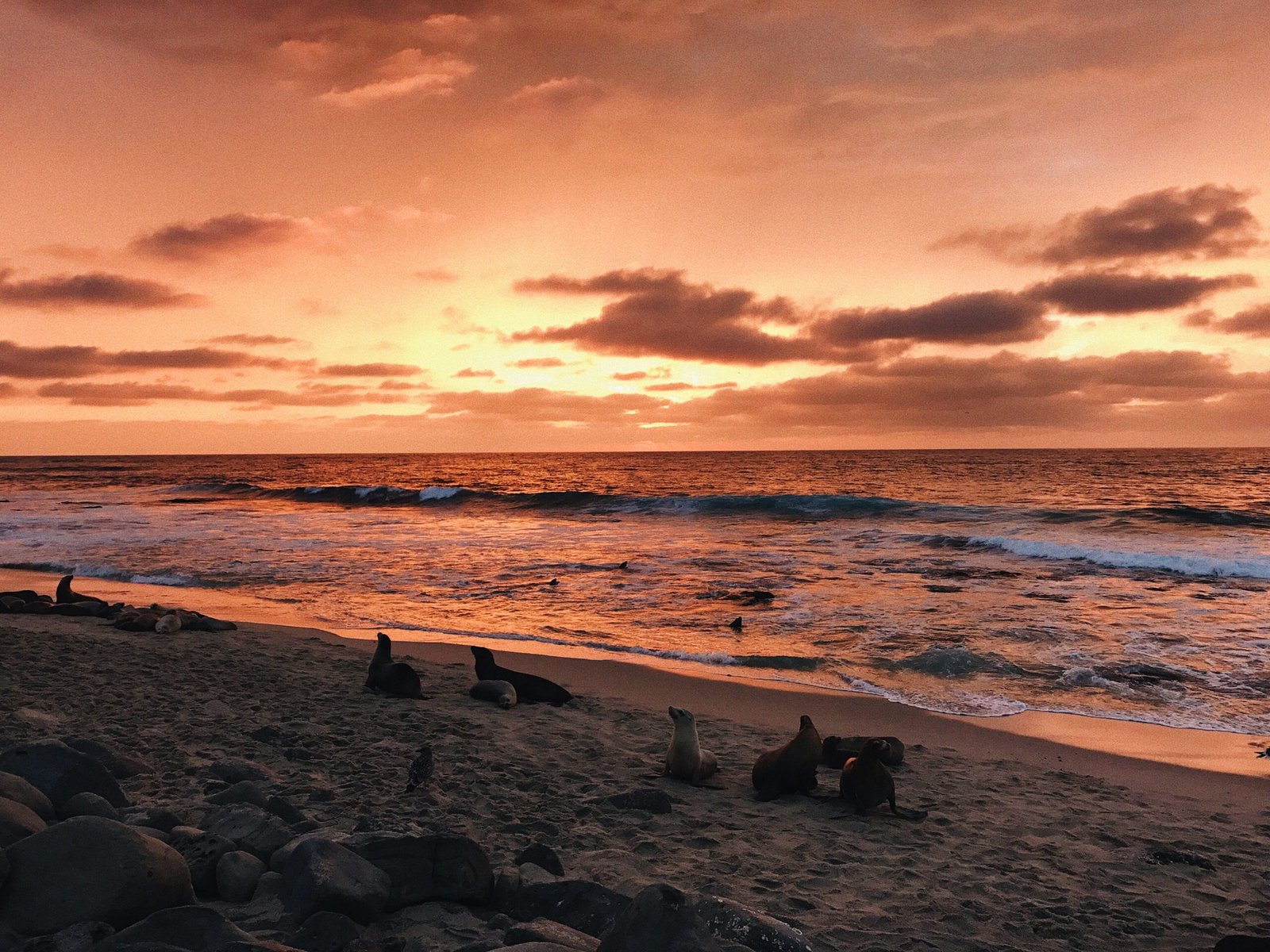 Enjoy a sunset picnic at the Seal Beach Nature Center