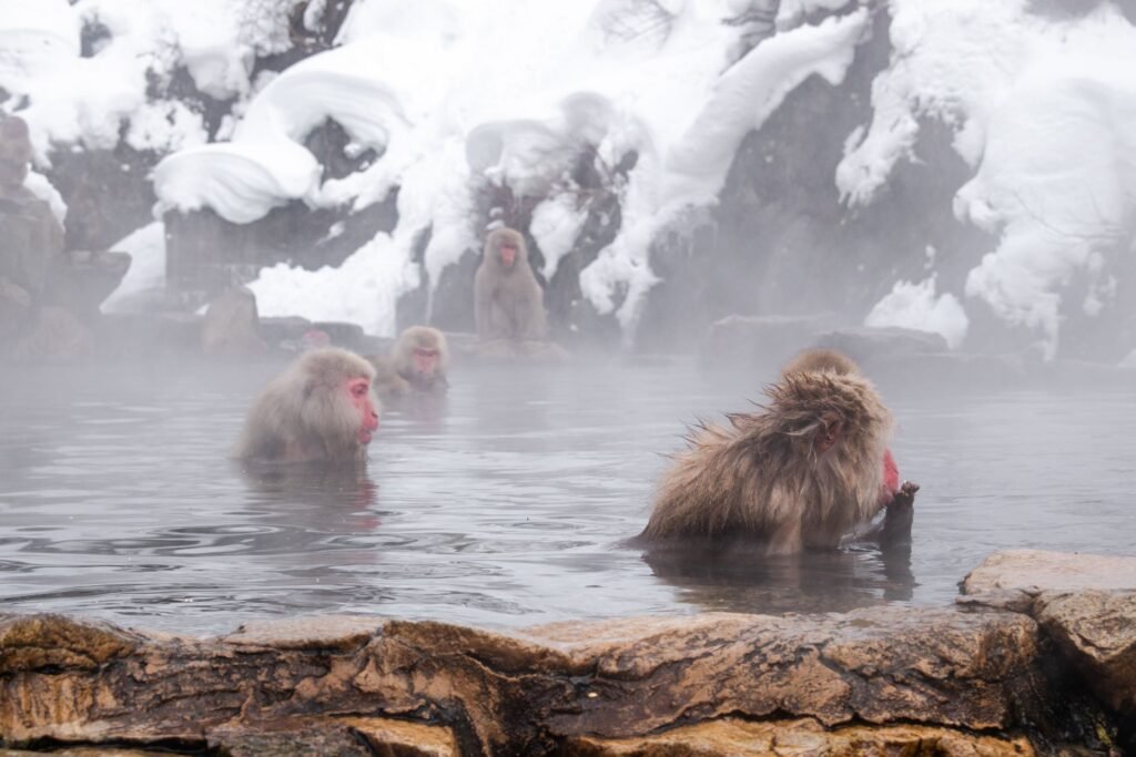 Experience the Snow Monkeys at Jigokudani Monkey Park in Nagano