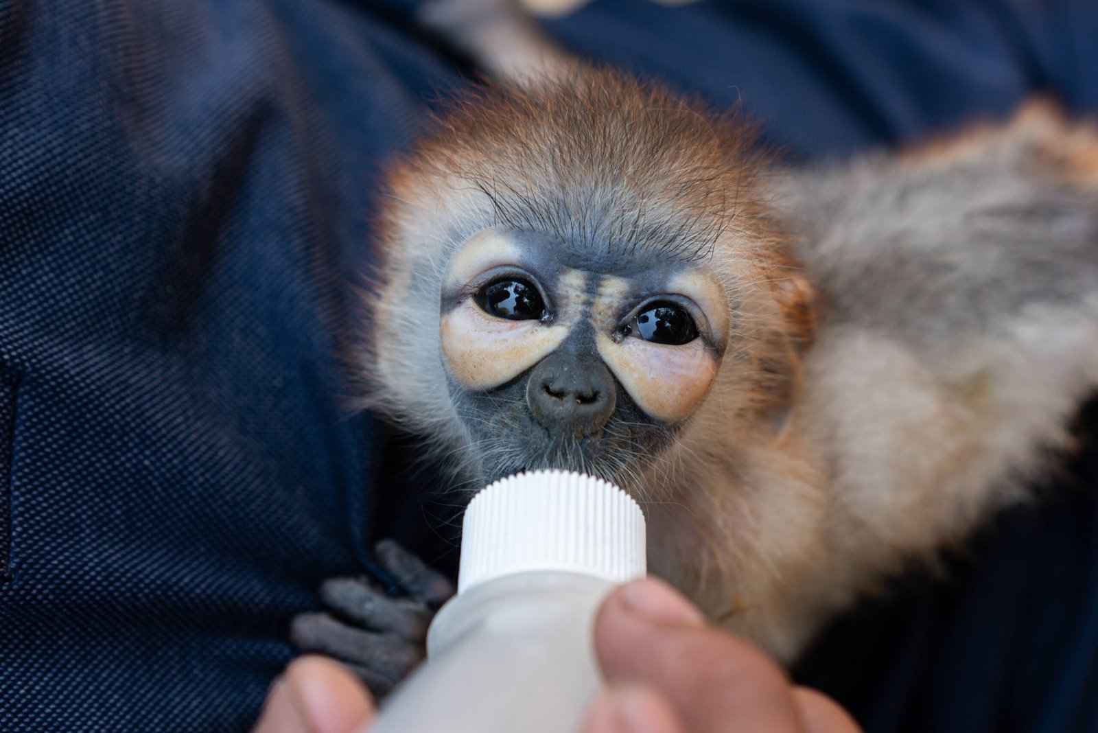 Explore Wildlife at the Endangered Primate Rescue Center