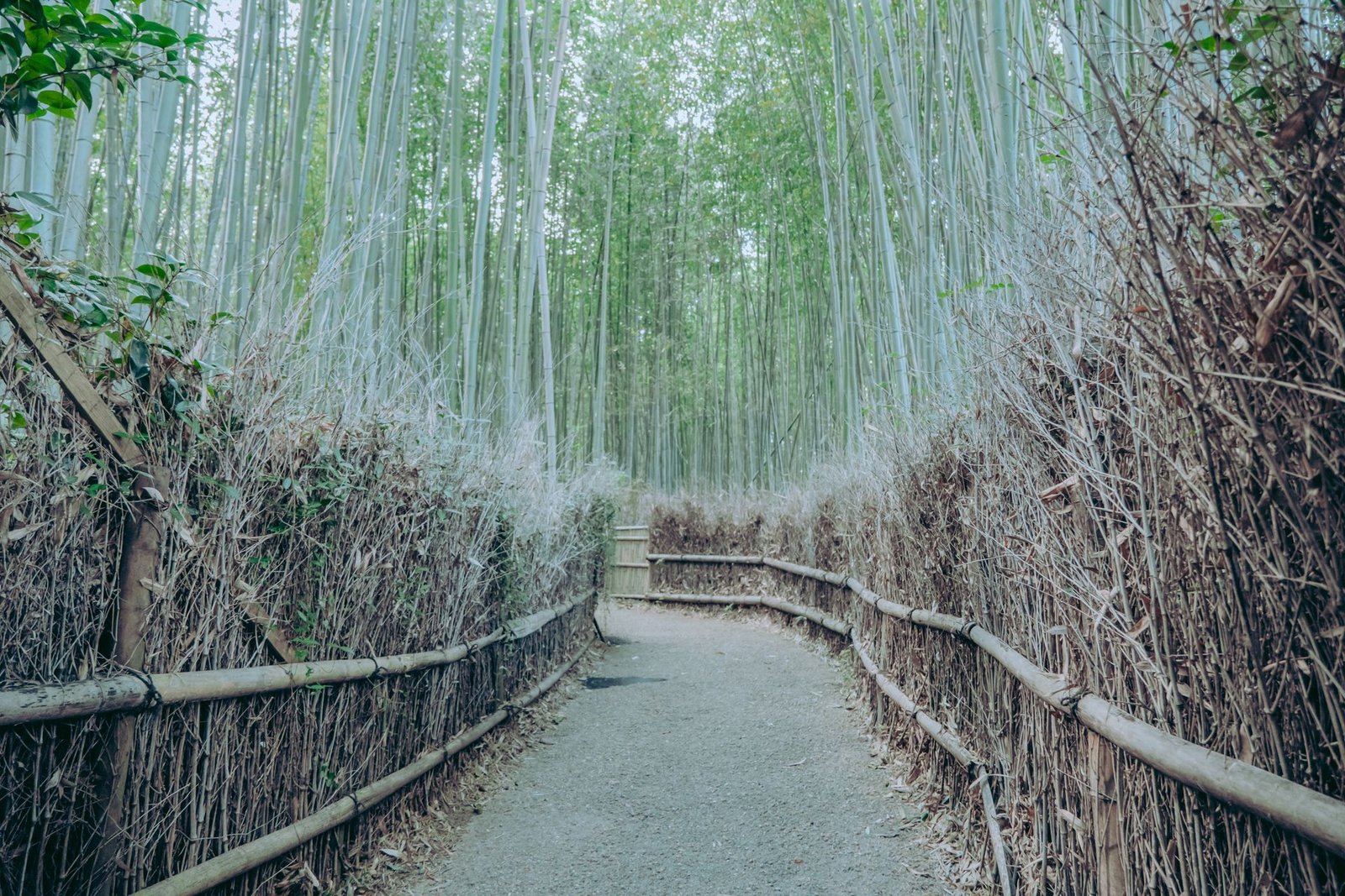 Explore the Stunning Arashiyama Bamboo Grove in Kyoto