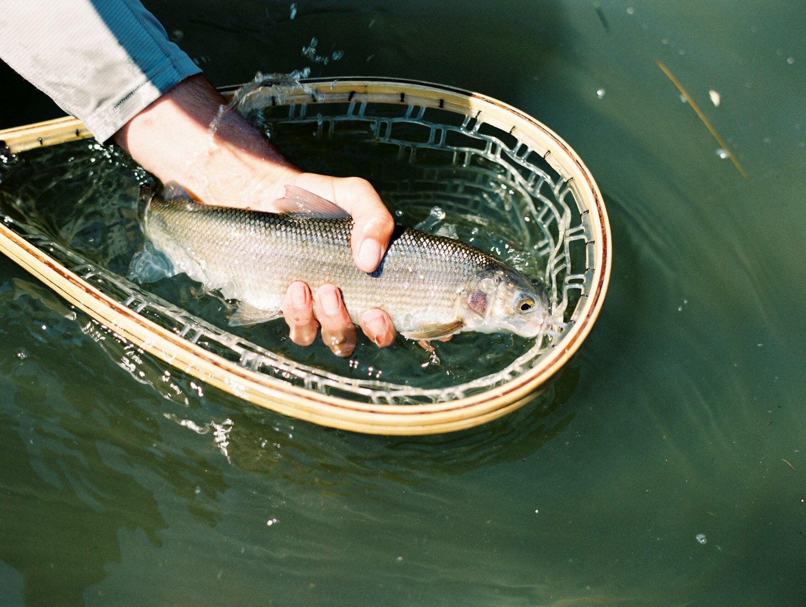 Fish at the Little Missouri River