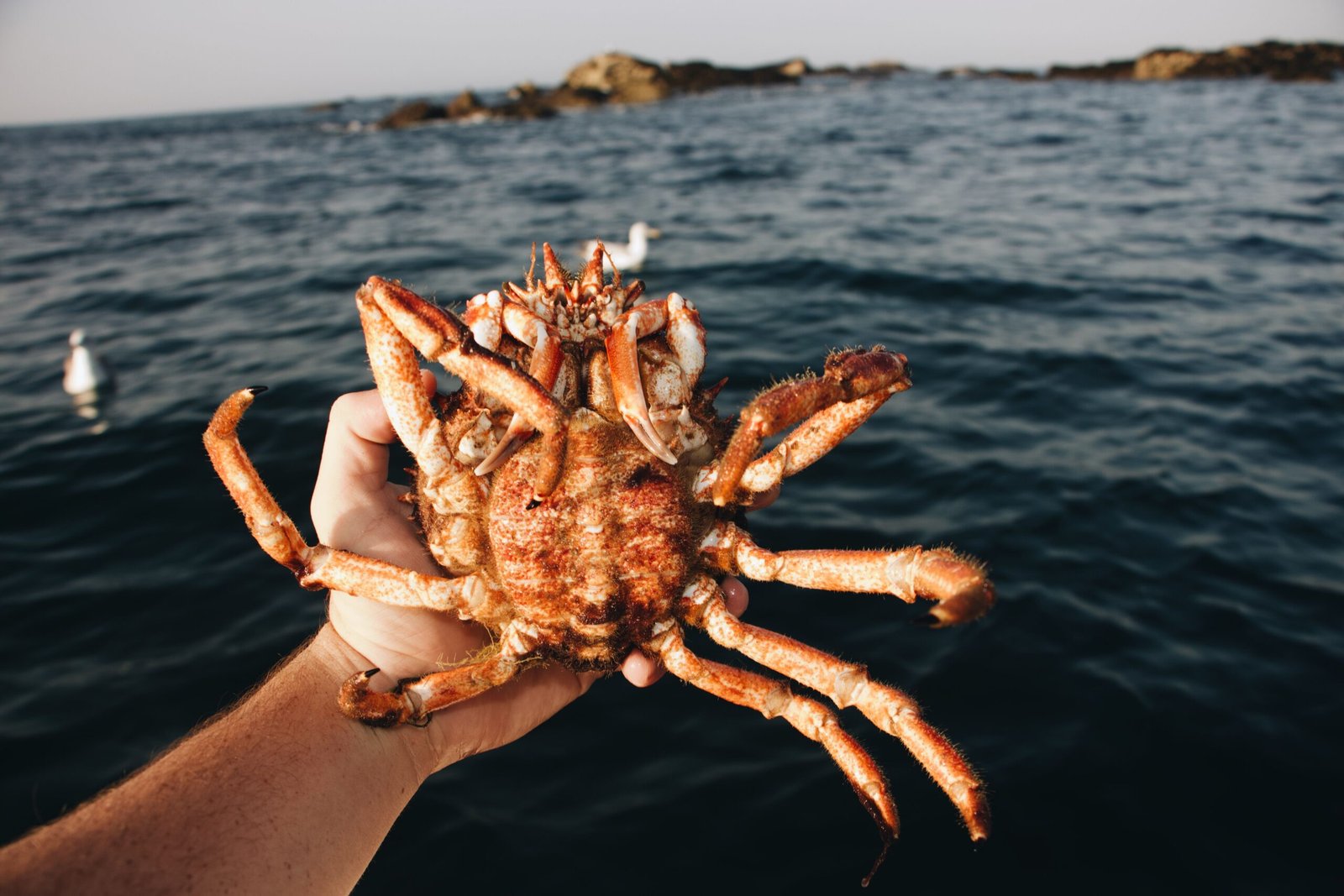 Go Crabbing Along the Washington Coast