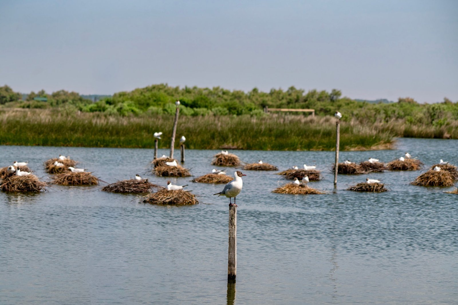 Explore the Wetlands at the Kern River Preserve for Bird Watching