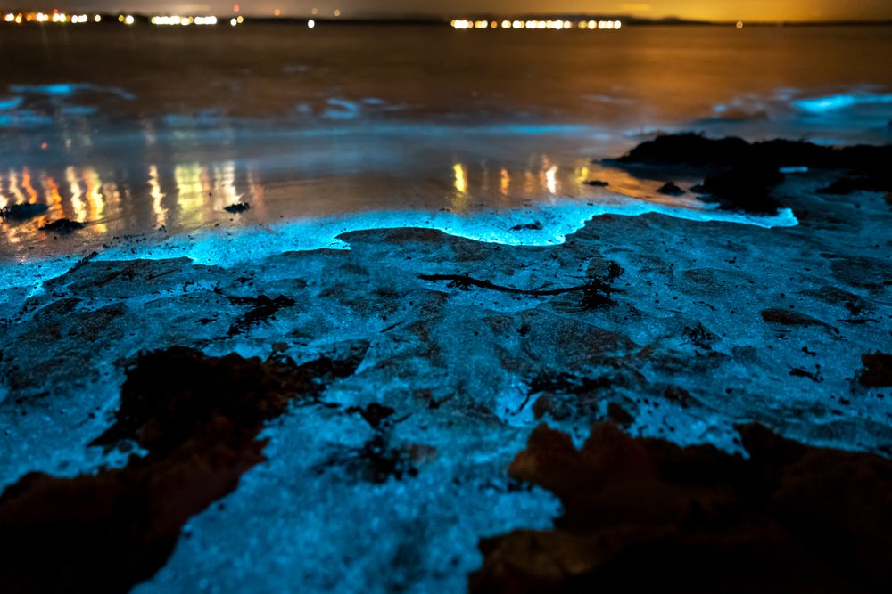 Go on a Guided Bioluminescence Tour