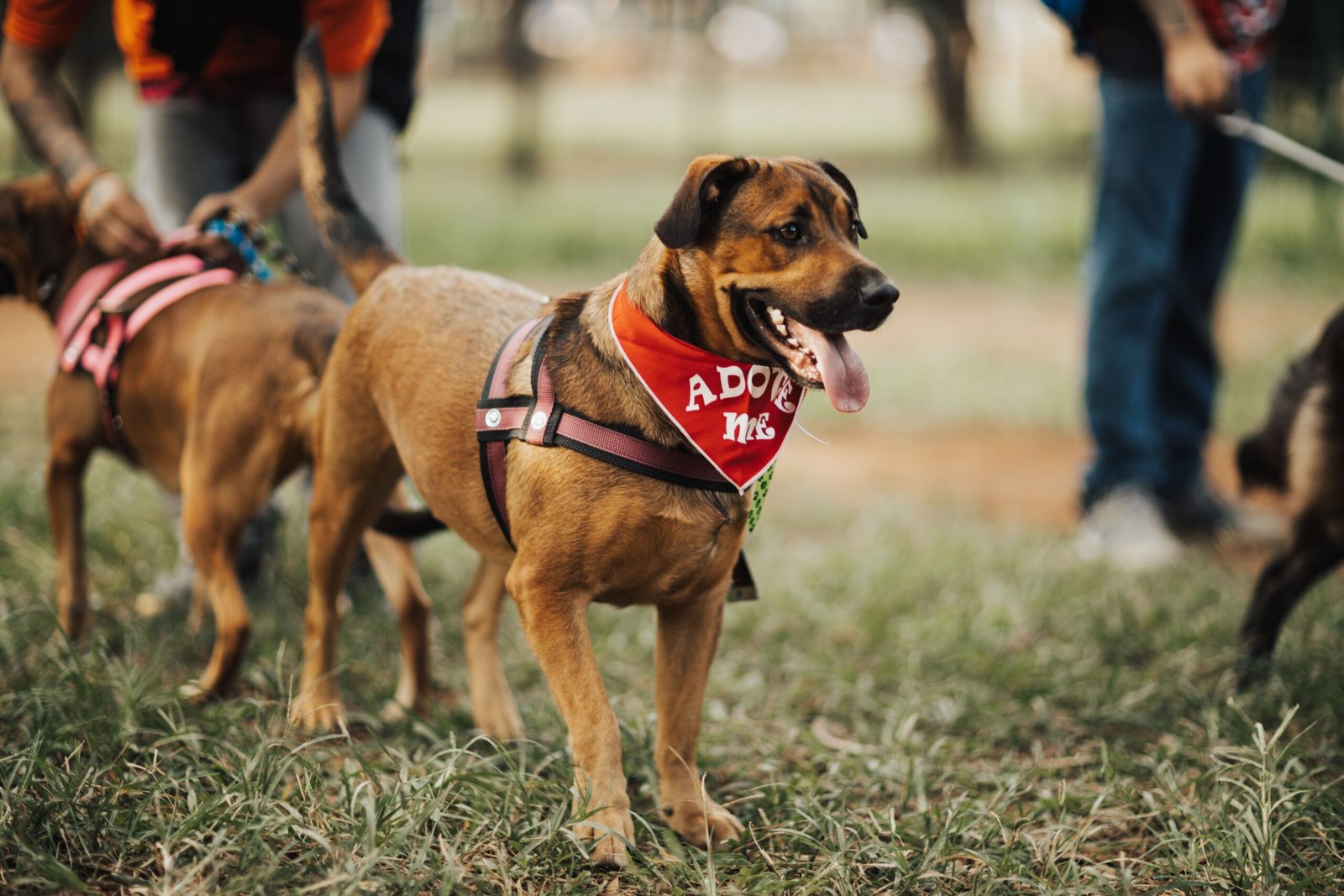 Spend an afternoon at the dog park in Swinford Park