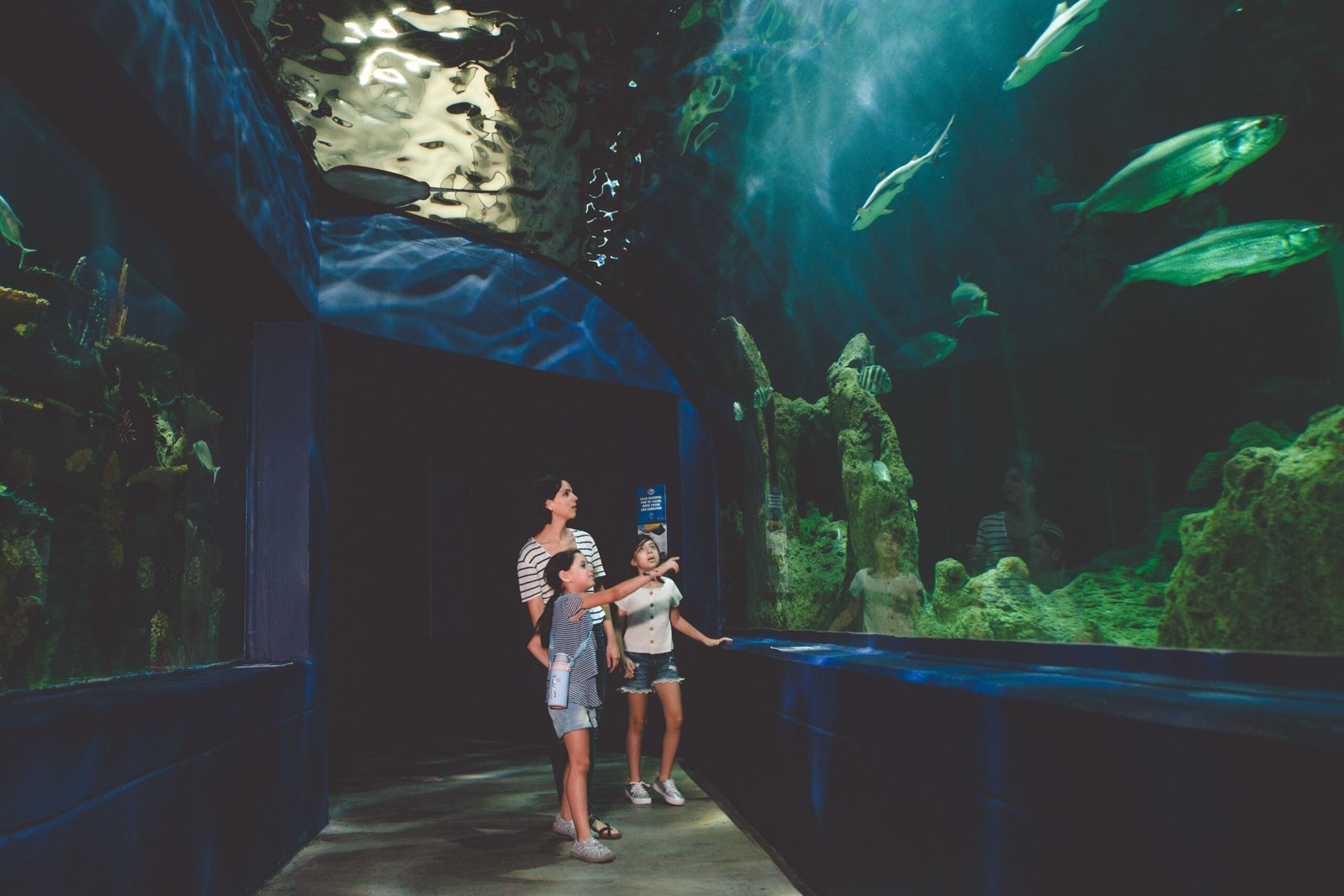 Stroll Through the Kuwait Scientific Center and Learn About Marine Life