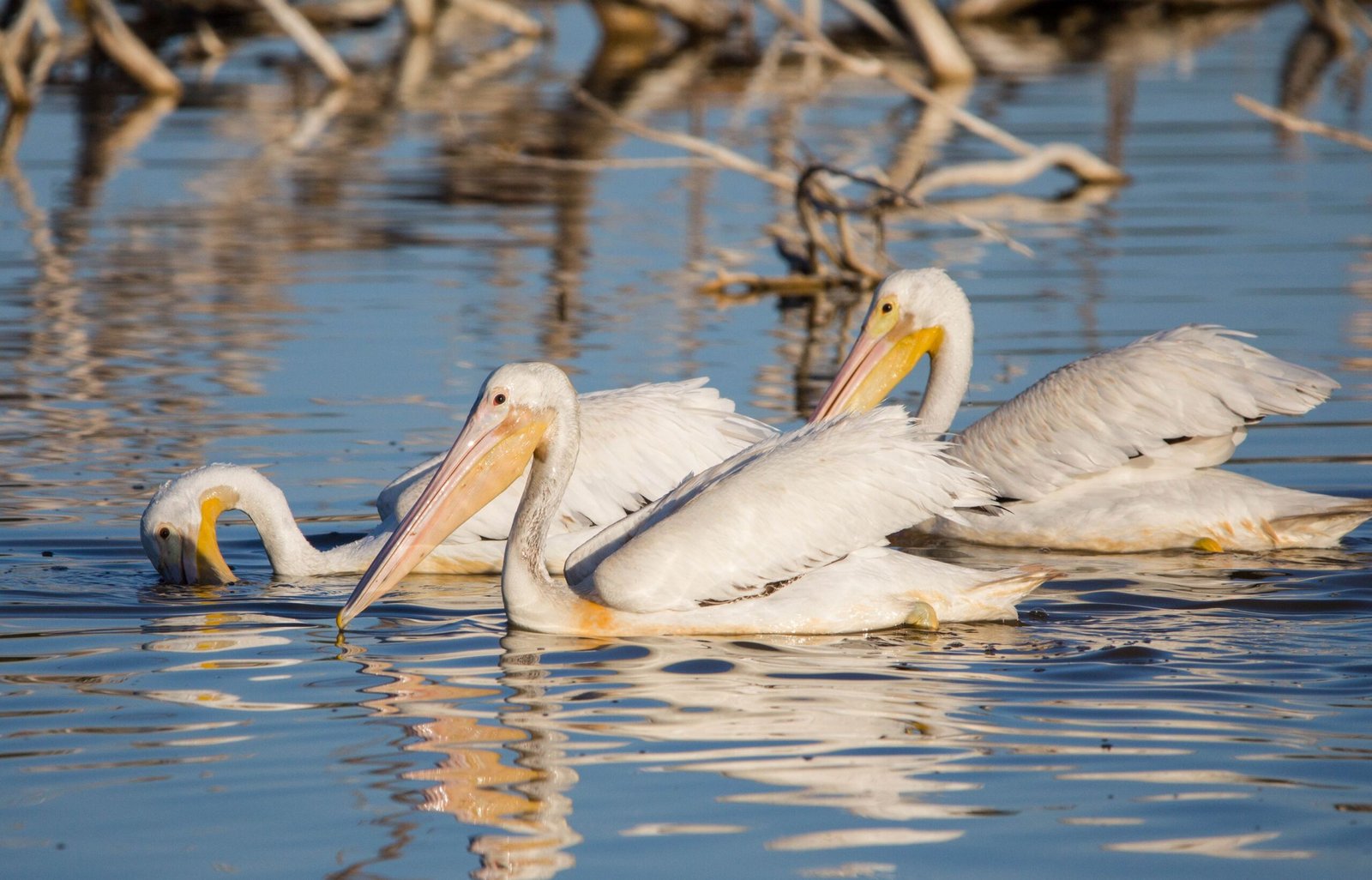Explore the Merritt Island National Wildlife Refuge