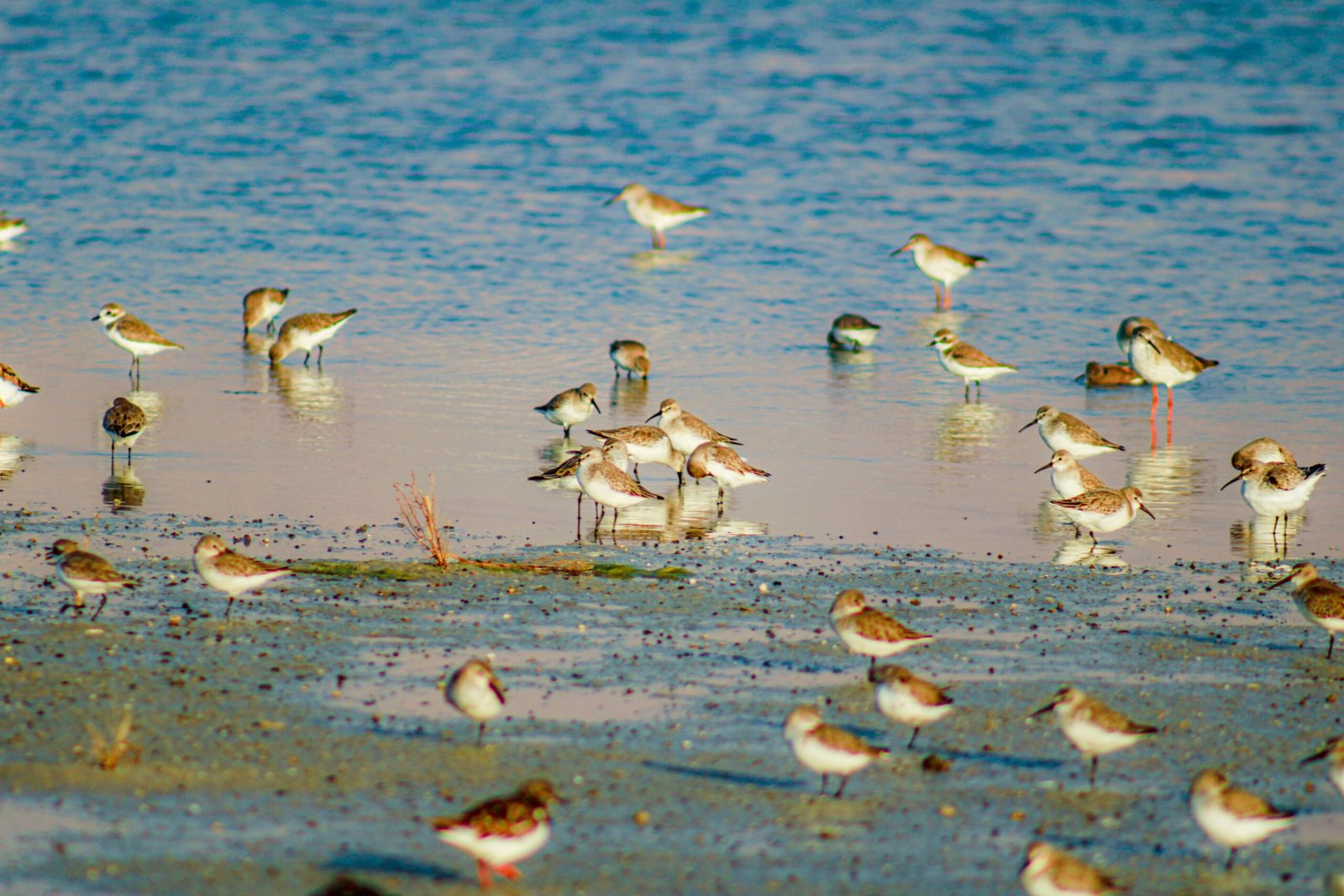 Visit the Seal Beach National Wildlife Refuge for birdwatching