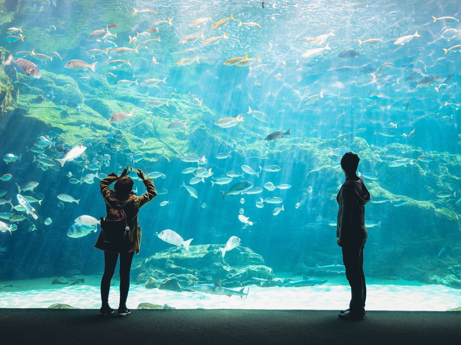 Visit the Curacao Sea Aquarium for an Interactive Marine Experience