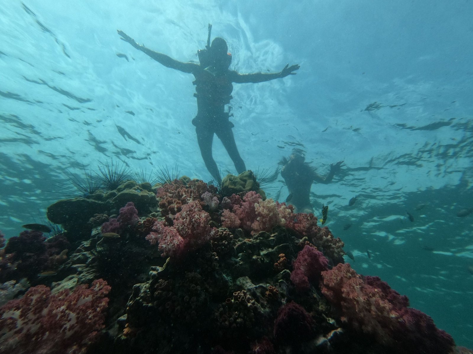 Snorkel in the Vibrant Coral Reefs of Carlisle Bay