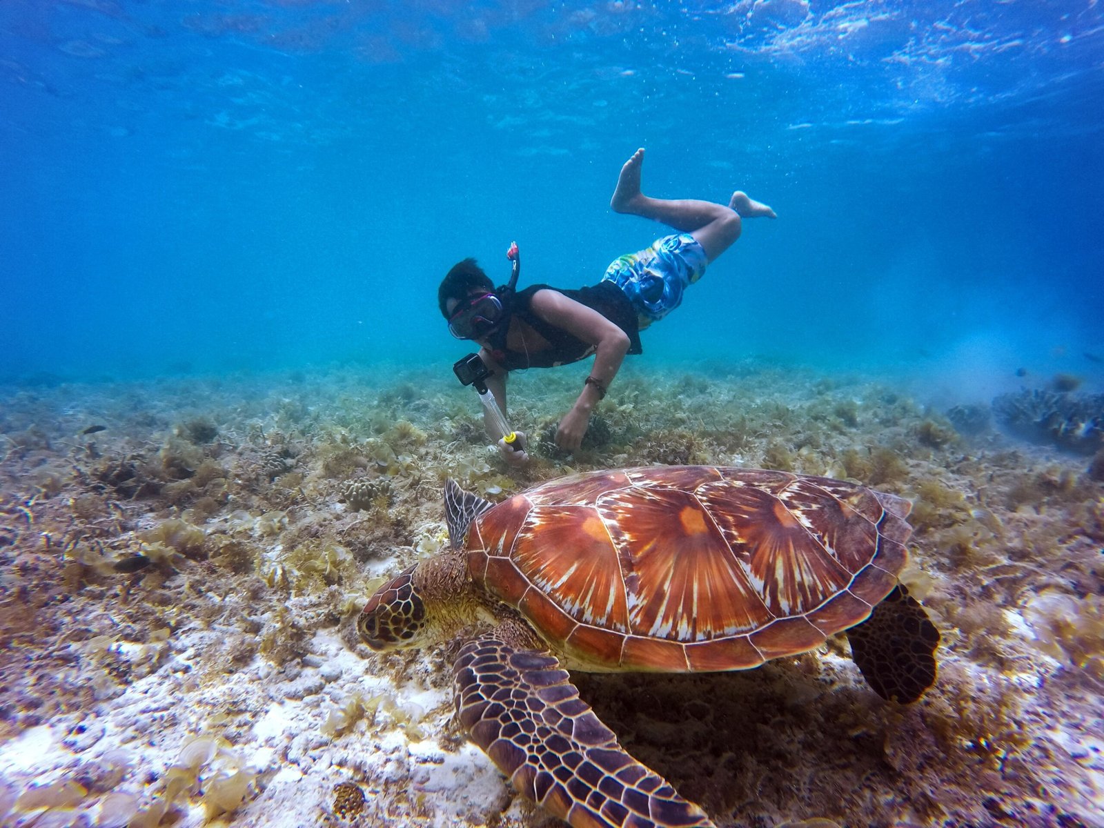 Snorkel with Sea Turtles at Steps Beach