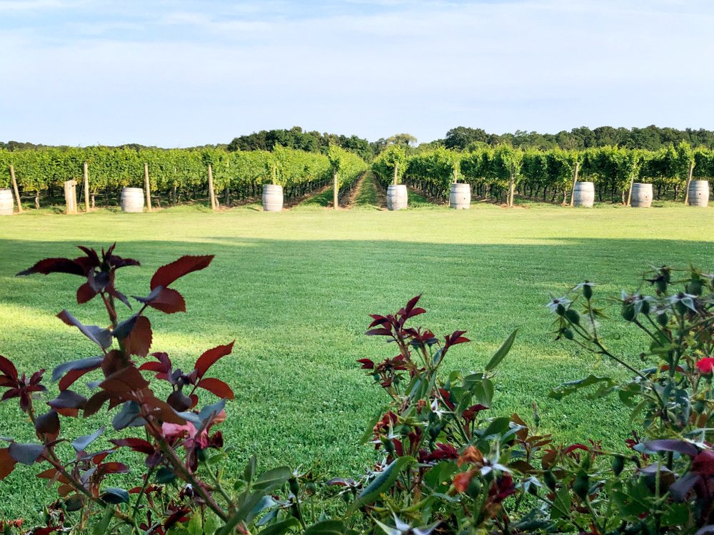 Taste Local Wines at the North Fork Wine Trail in Long Island, New York