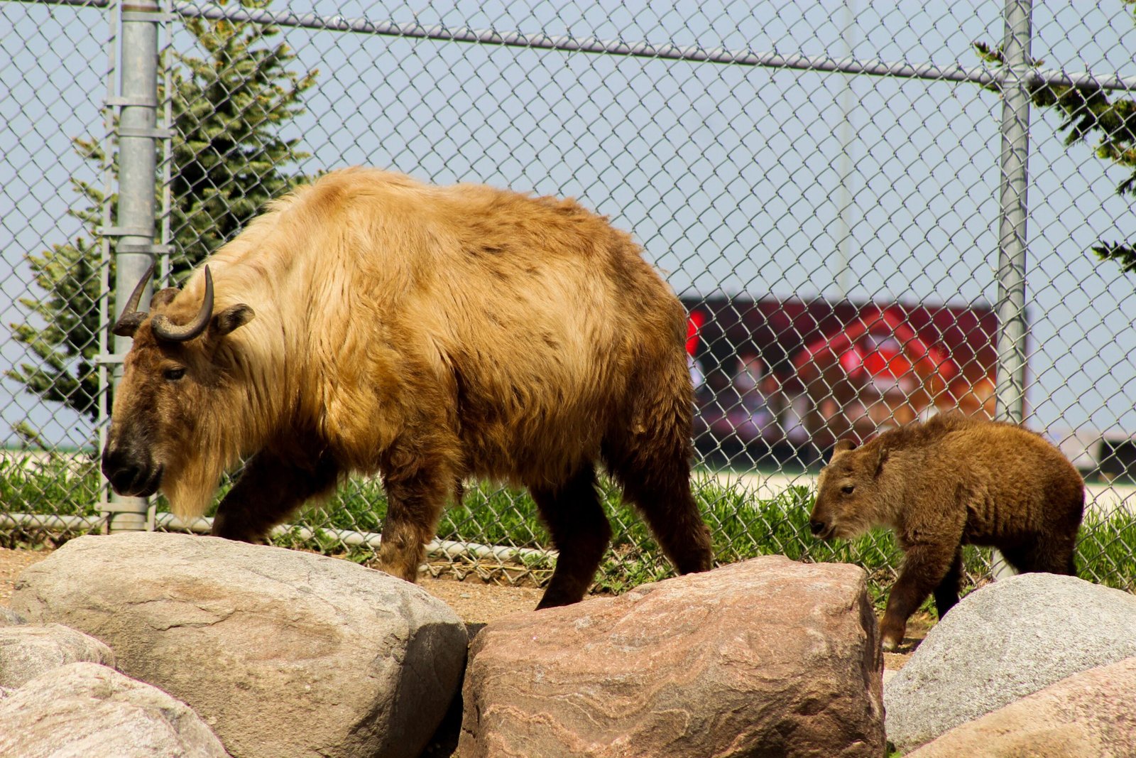 Take a Stroll at Tupelo Buffalo Park and Zoo