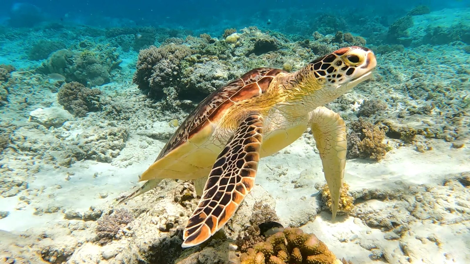 Discover the History at the Navarre Beach Sea Turtle Conservation Center