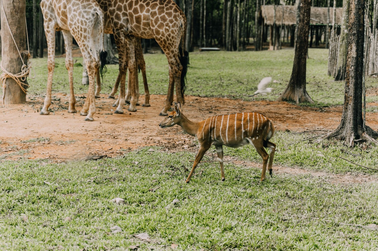 Visit Vinpearl Safari for an unforgettable wildlife experience.