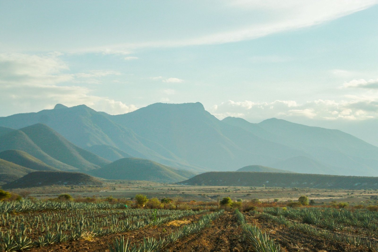 Visit the Aloe Vera Plantation to Learn About This Local Crop