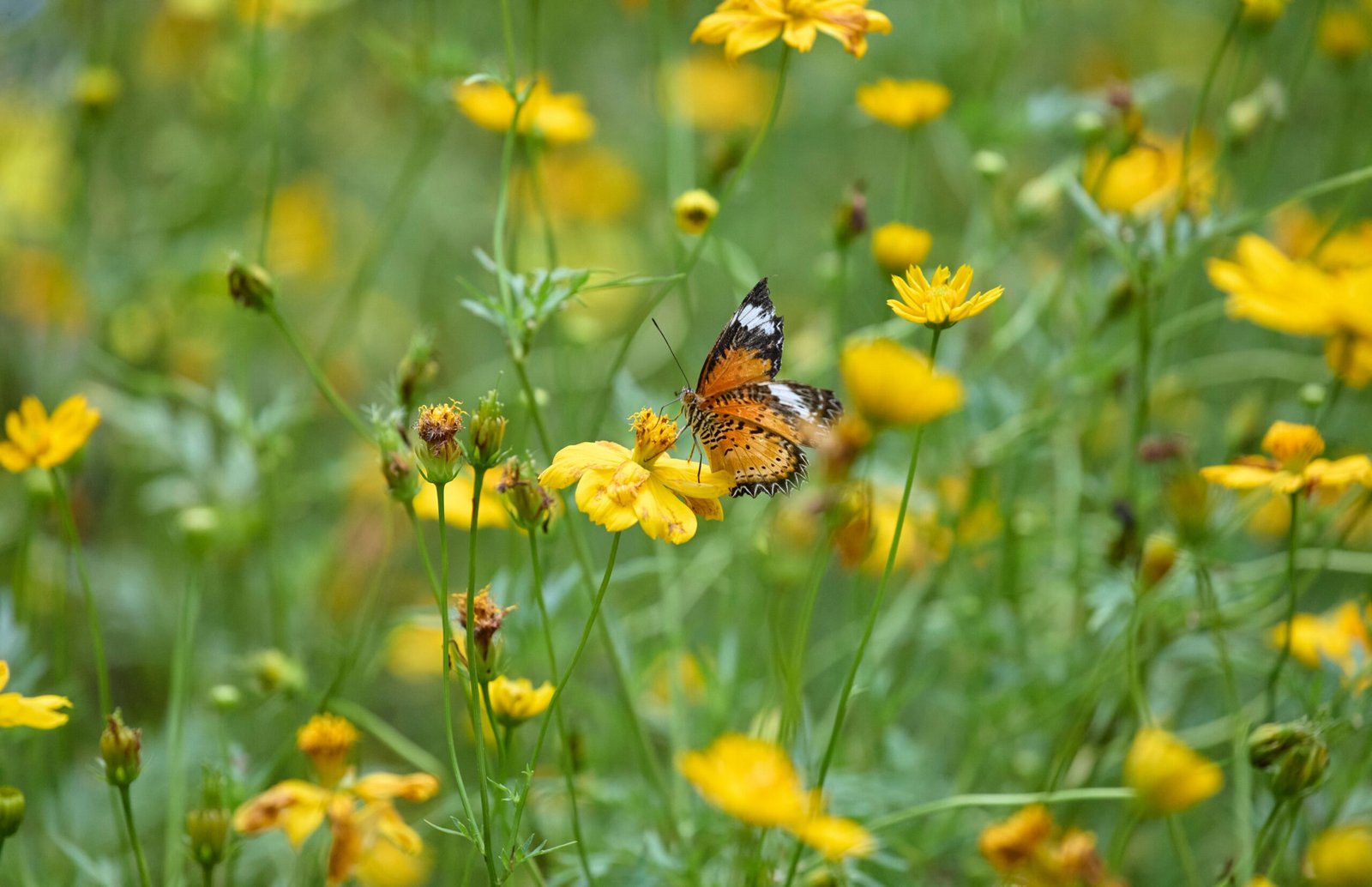 Visit the Butterfly Farm