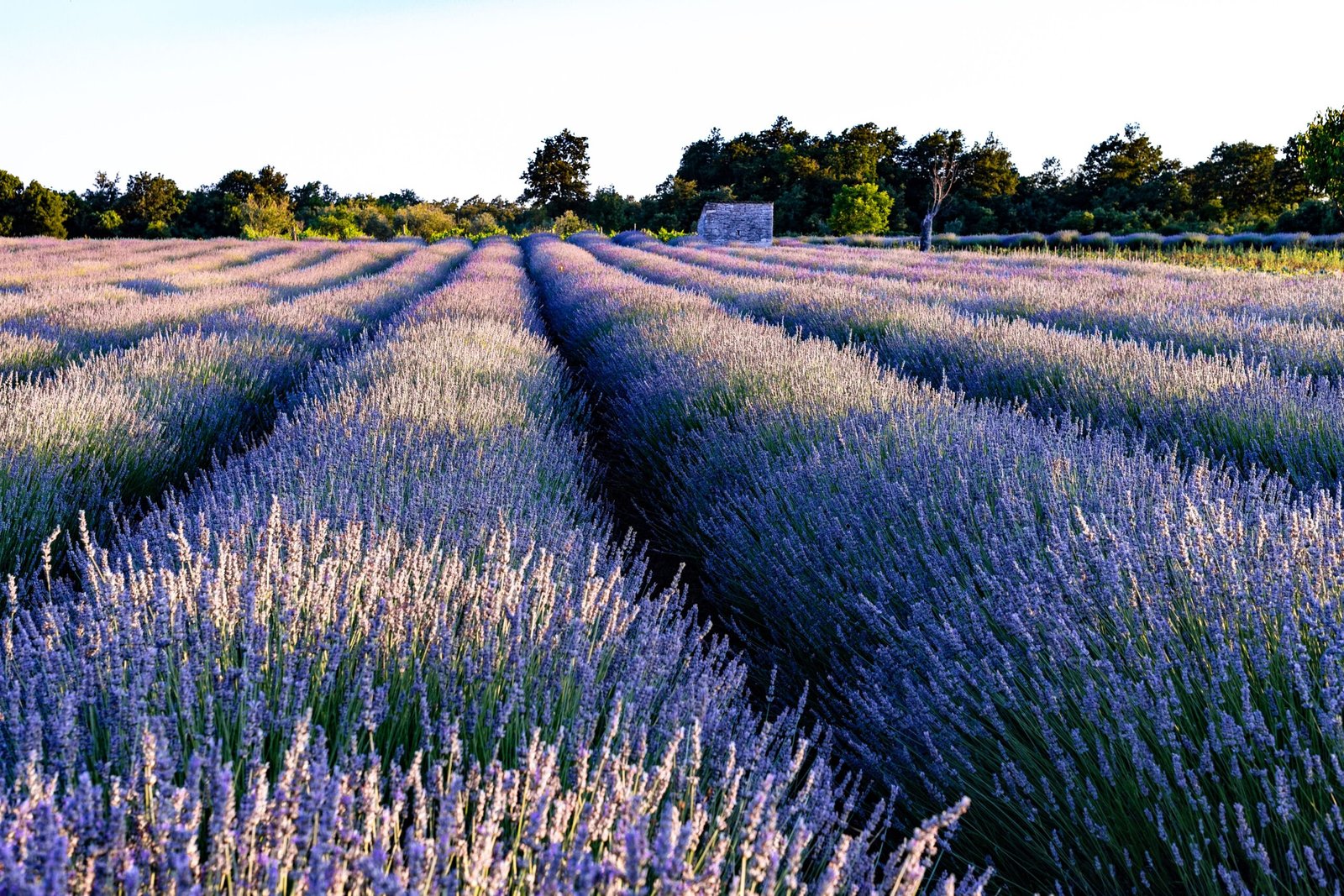 Visit the Lavender Fields of Hvar