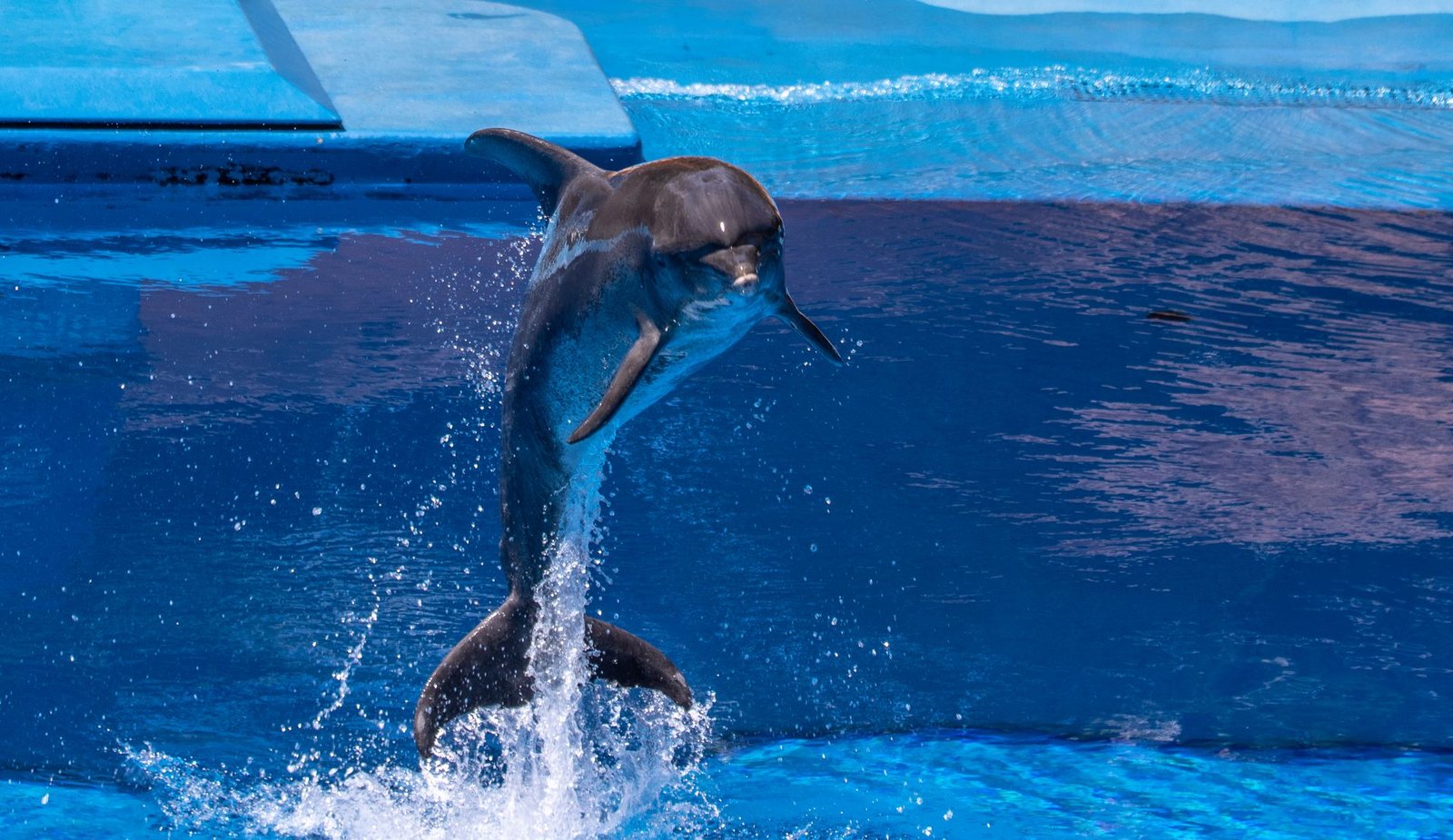 Visit the Miami Seaquarium