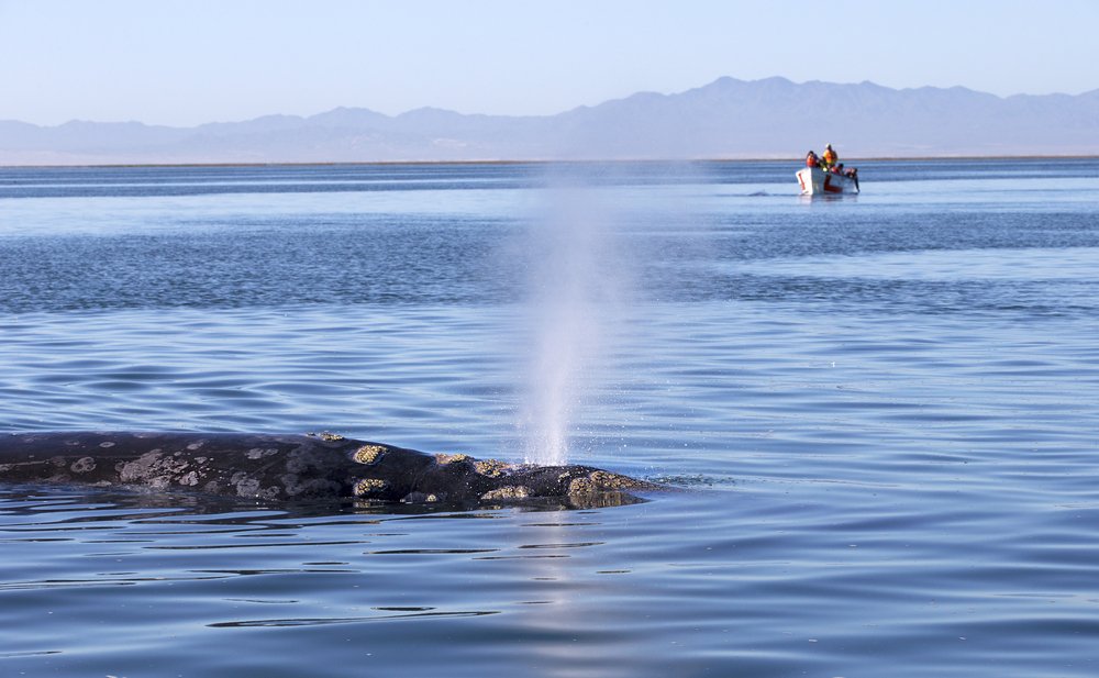 Watch the Whales from the Depoe Bay Whale Watching Center