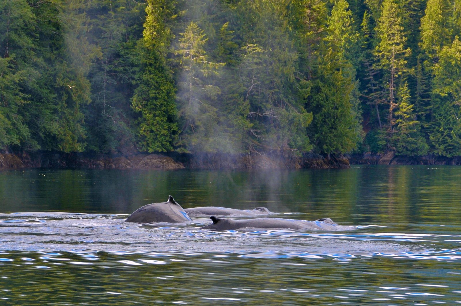 Go Whale Watching with Local Tour Companies