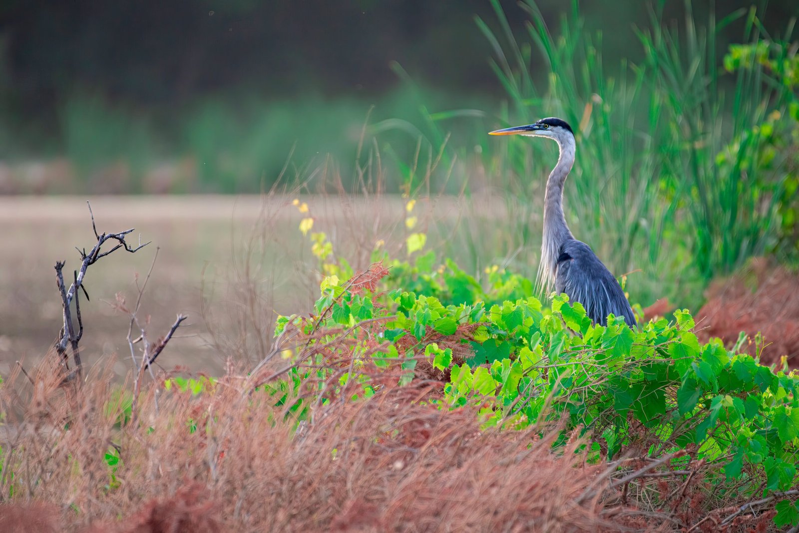 Join the Local Wildlife at the Hillsborough Riverwalk for Picturesque Views