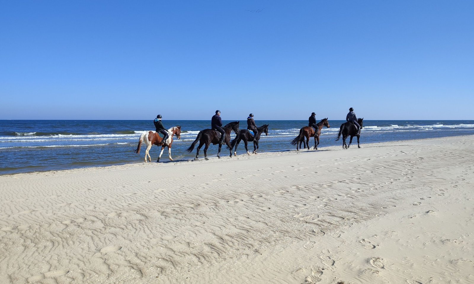 Go Horseback Riding Along the Shore with Local Stables