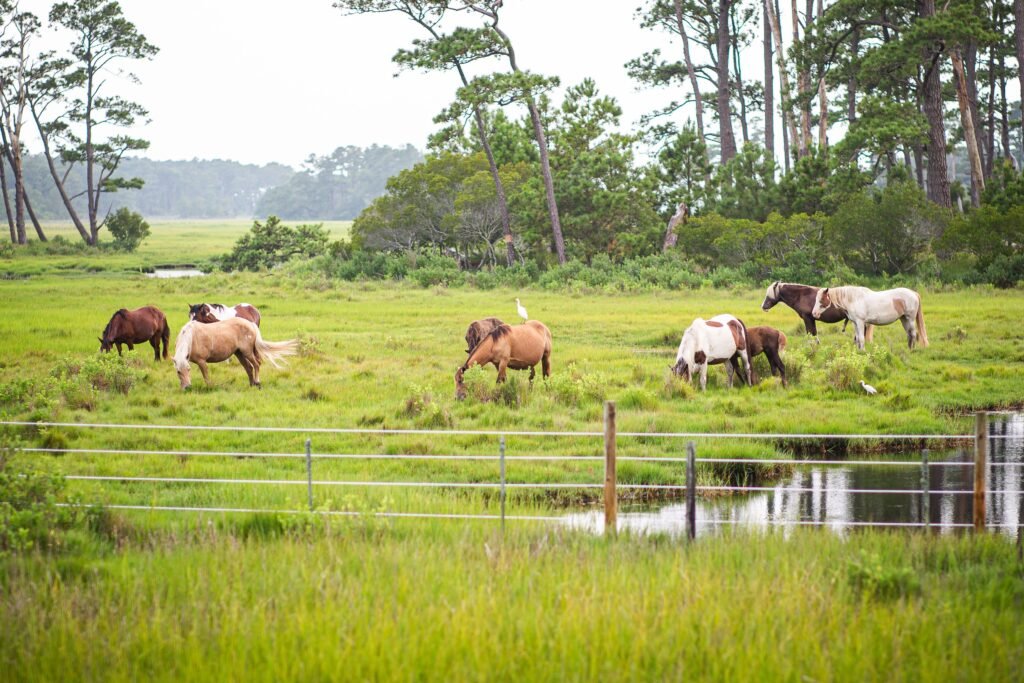 Relax in the Beautiful Assateague Island National Seashore to Watch Wild Ponies