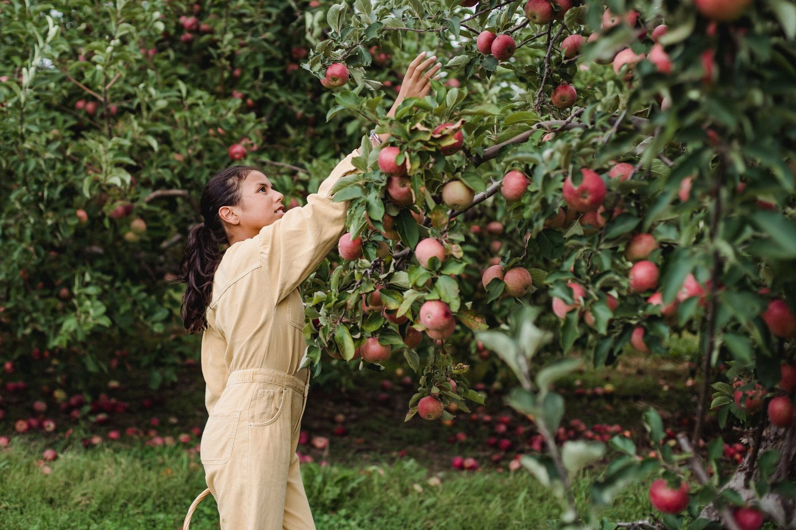 Enjoy Apple Picking at Hillcrest Orchards During the Fall Season
