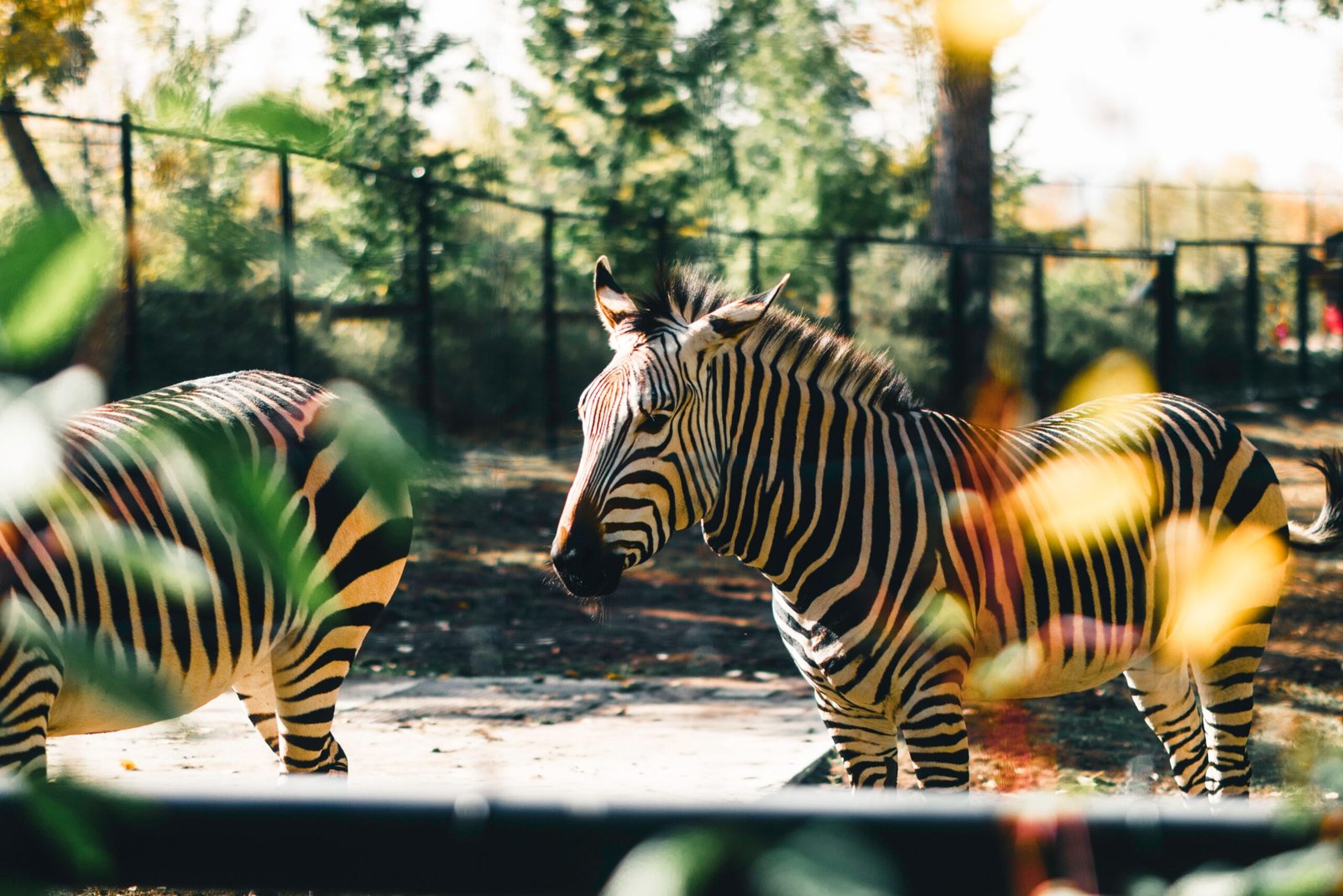 Enjoy family fun at the LA Zoo & Botanical Gardens