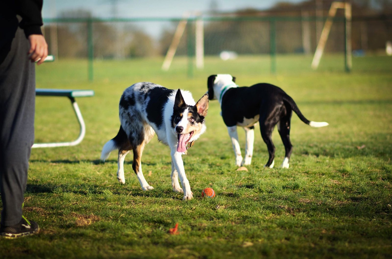 Go for a Walk at the El Segundo Dog Park