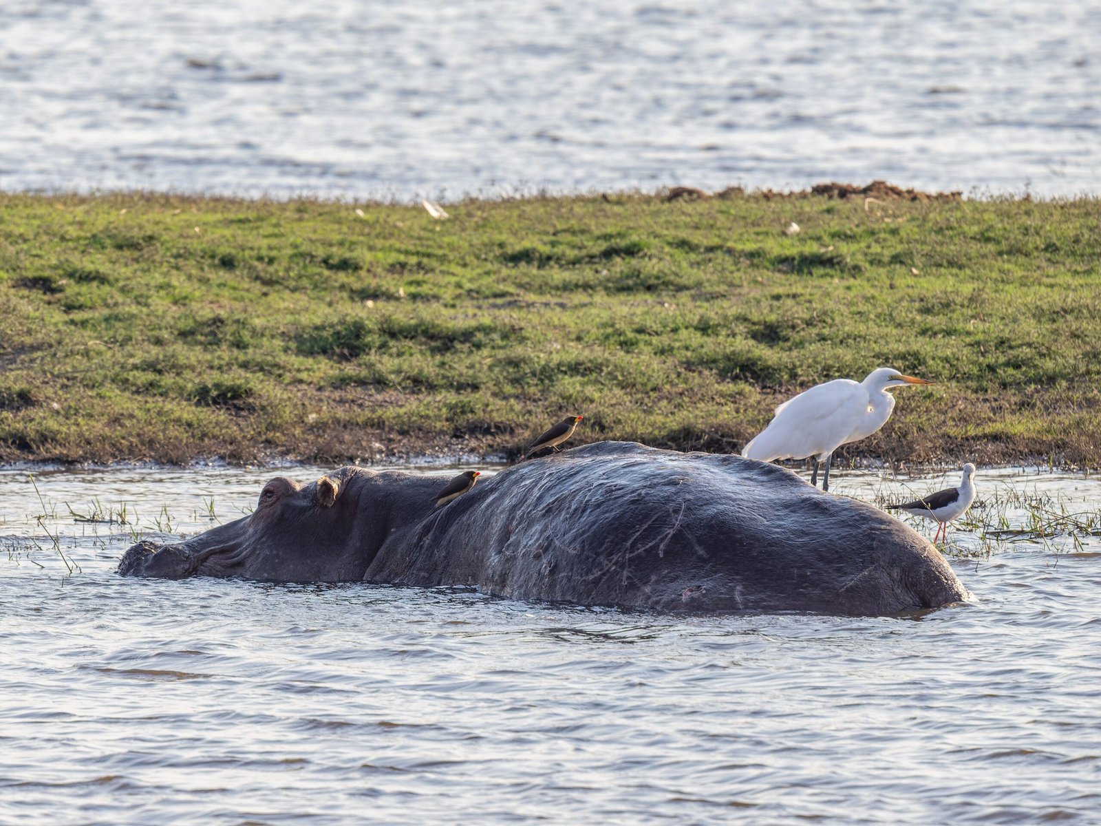 Explore the Okavango Delta on a mokoro canoe safari