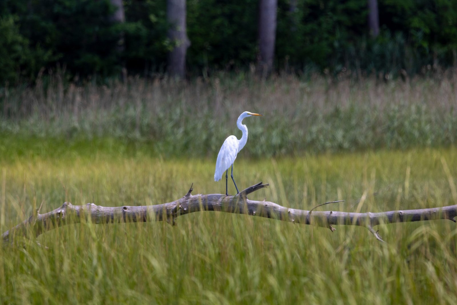 Explore the scenic Blackwater National Wildlife Refuge