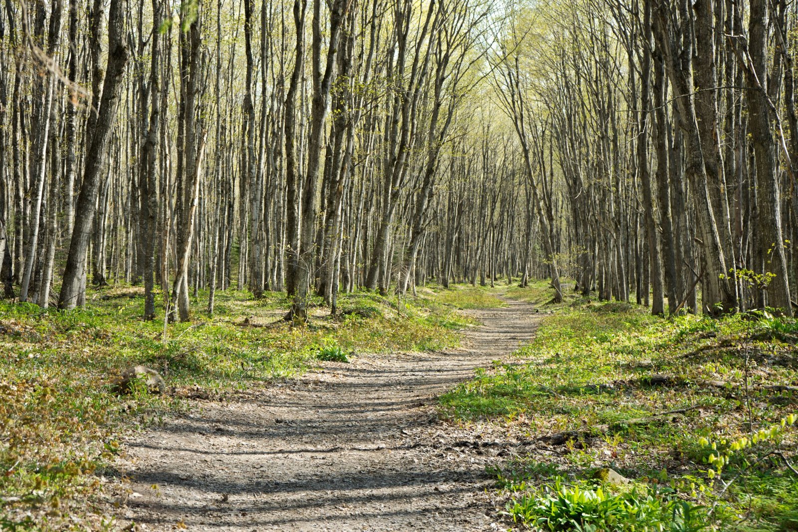 Hike the Sleeping Giant Provincial Park Trails