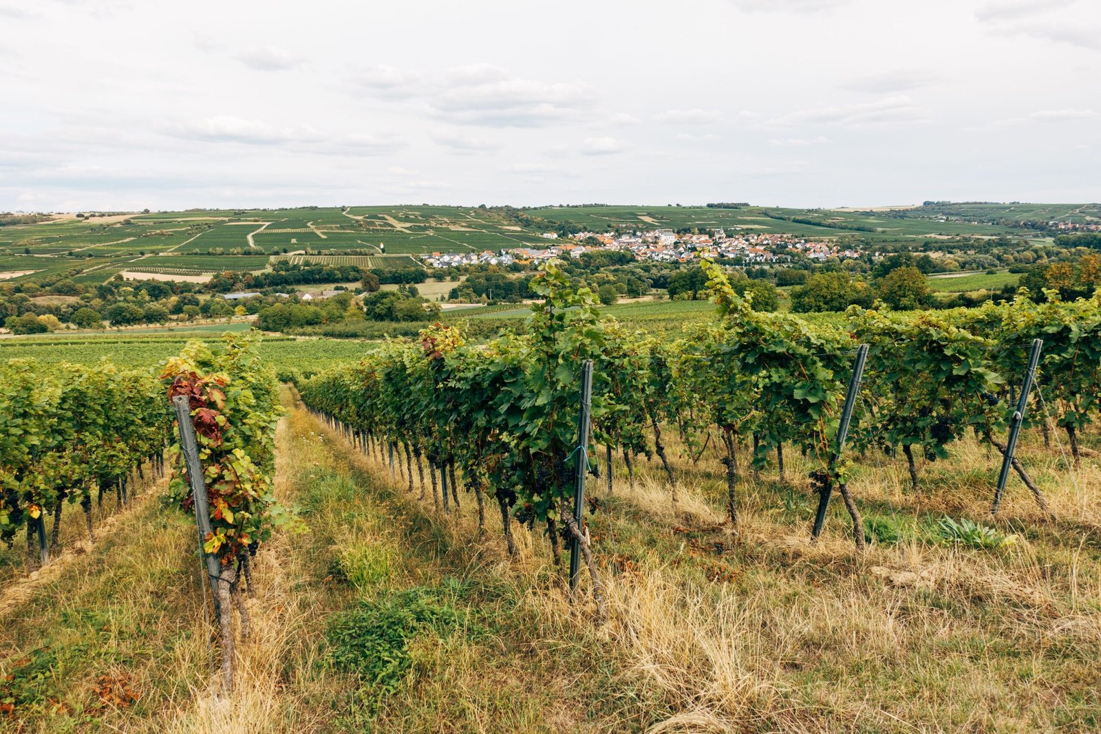 Enjoy Wine Tasting at Ironstone Vineyards