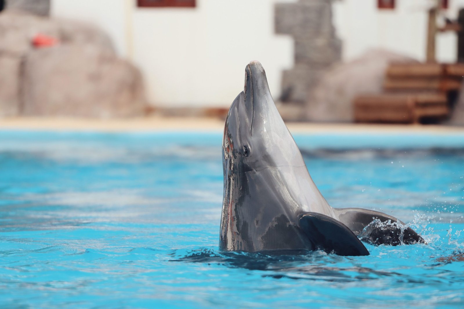 Take a Dolphin Watching Tour with Island Explorer