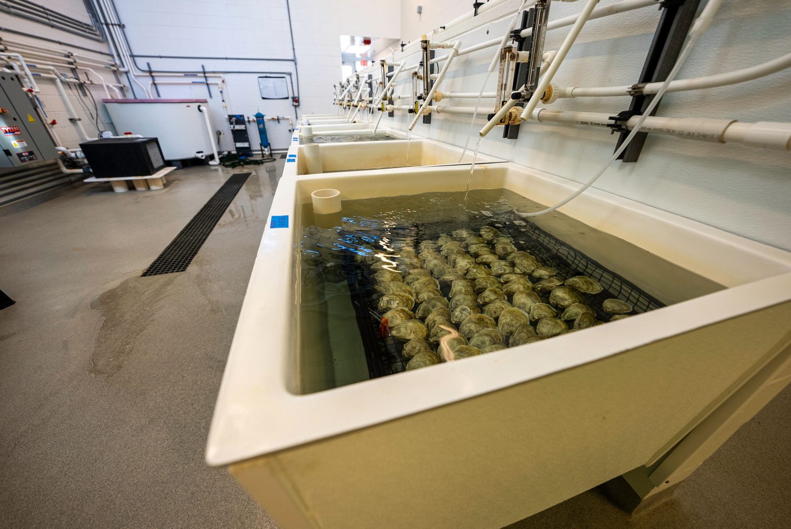 Visit the Mount Shasta Fish Hatchery for a Family-Friendly Educational Experience