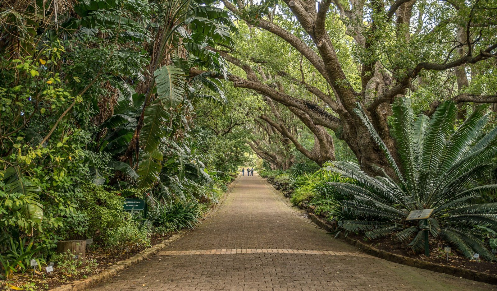 Discover Local Flora and Fauna at the Jardín Botánico de San Luis Potosí