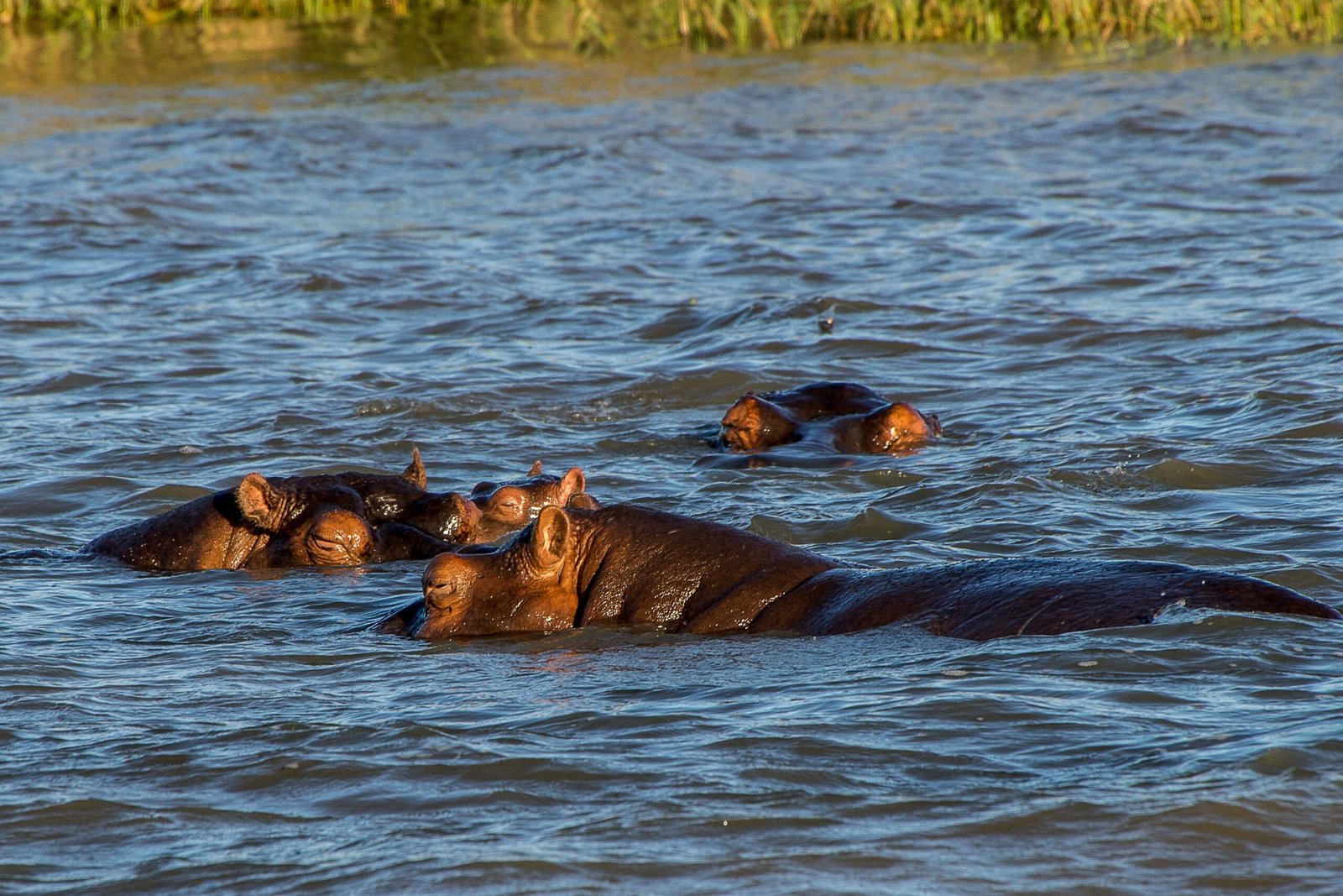 Take a Boat Cruise on the Zambezi River and Spot Hippos and Crocodiles