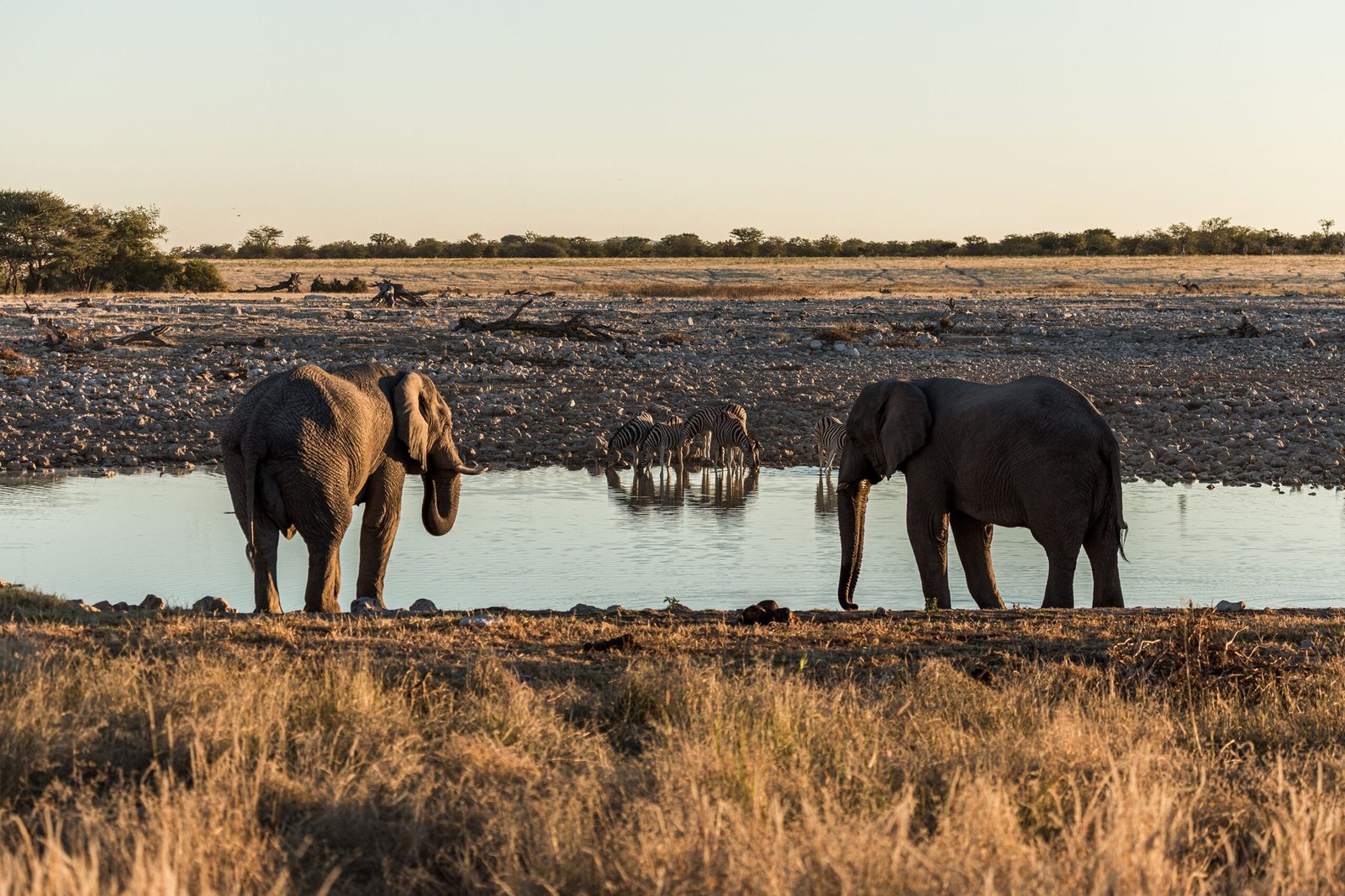 Take a Guided Tour of Hwange National Park to See Elephants and Diverse Wildlife
