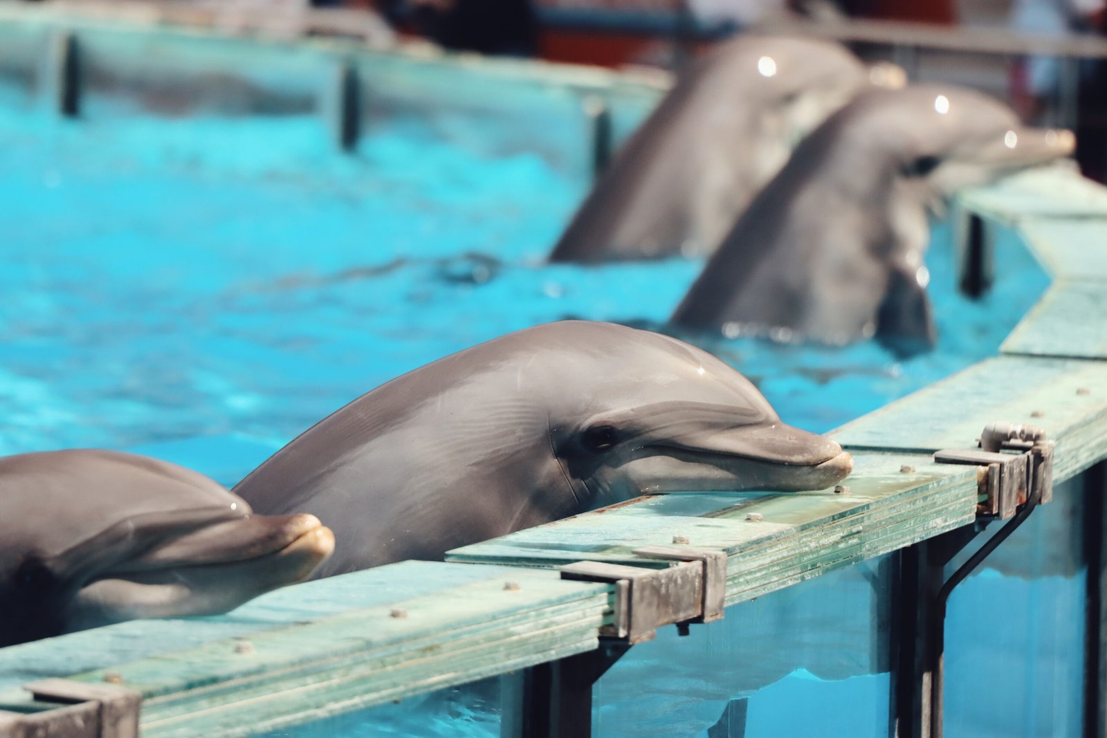 Visit Gulf World Marine Park for Close Encounters