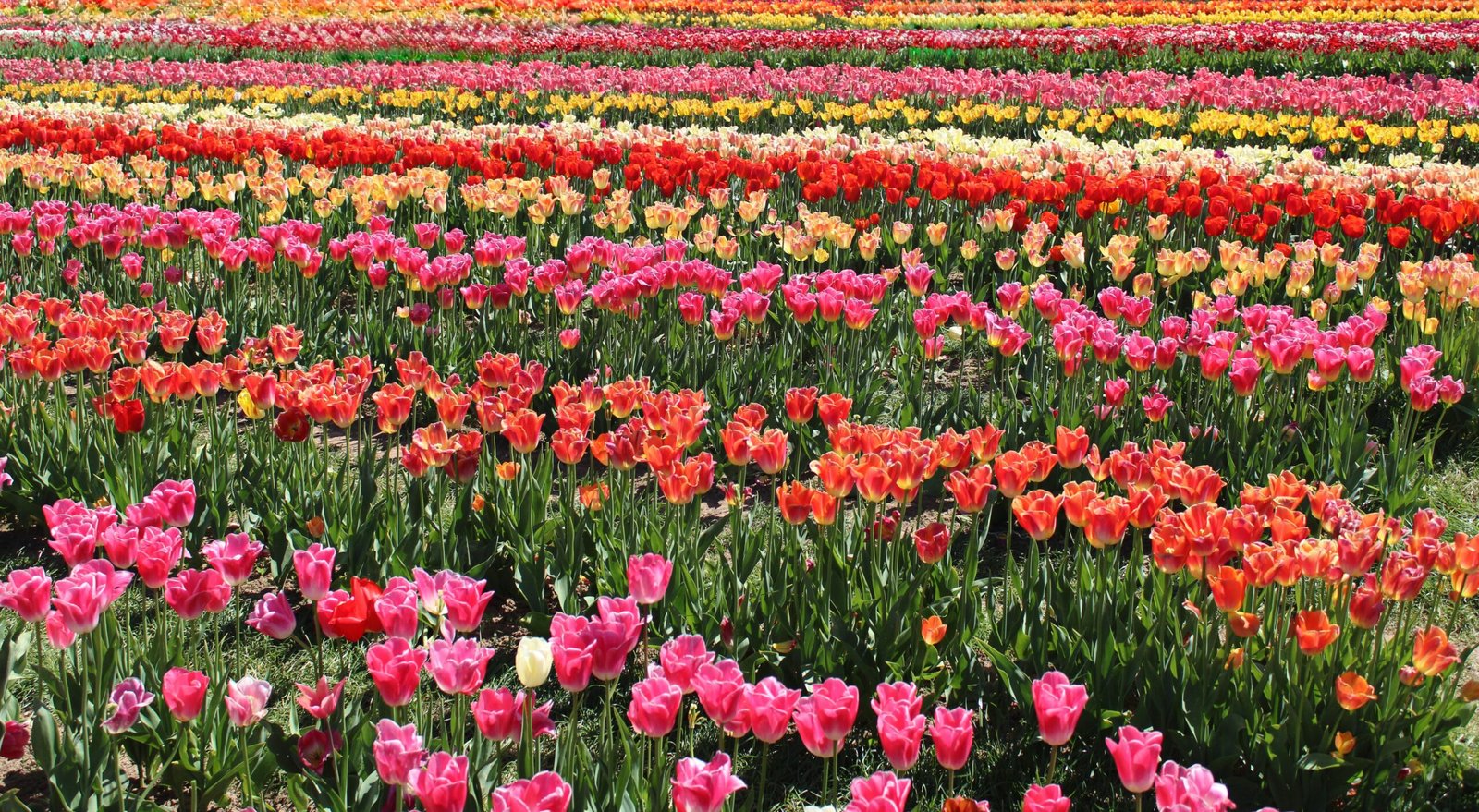 Visit the Lompoc Flower Fields in Spring for Vibrant Displays of Blooming Flowers