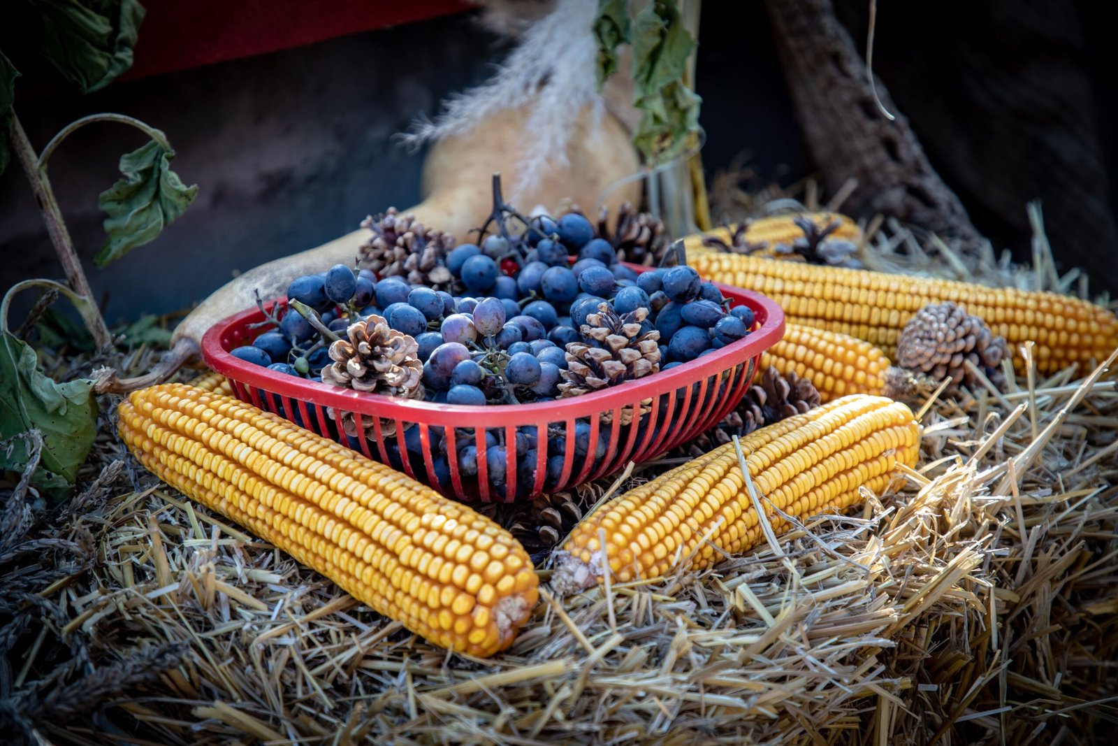 Attend Seasonal Festivals Like the Ozark Harvest Festival