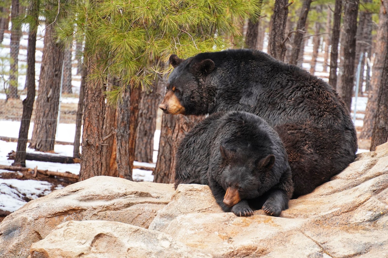 Discover Local Wildlife at Lake Linden Park