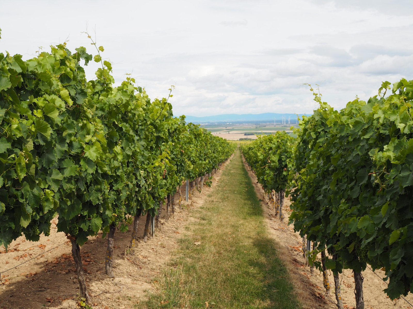 Explore the eco-friendly wineries in the Uco Valley
