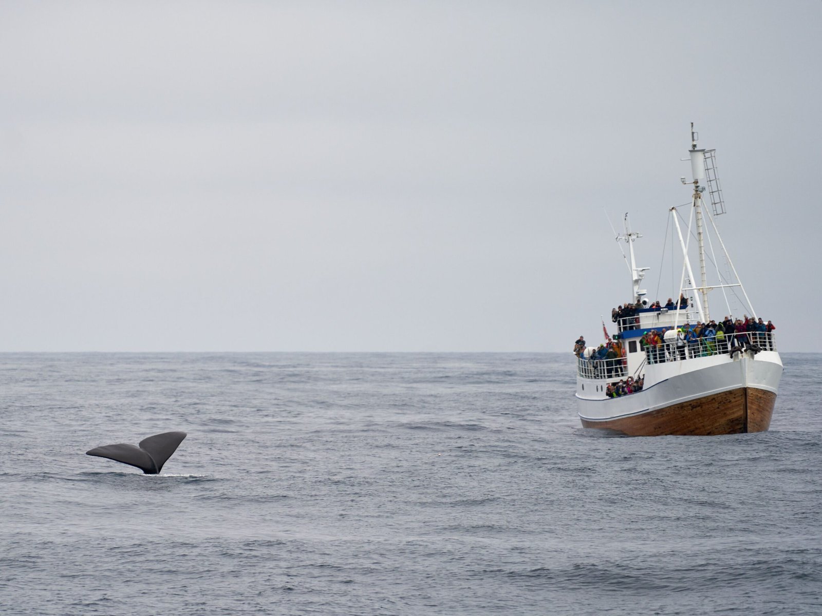 Take a Whale Watching Tour with the Atlantic Eagler Sailing Company