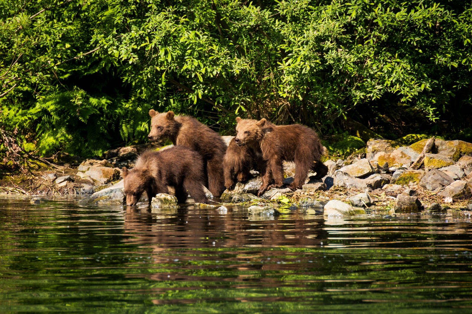 Join a Bear Watching Excursion in Clayoquot Sound